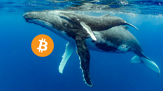 තුන්වන විශාලතම whale, Bitcoin උපන්දිනය BTC  456 ක මිලදී ගැනීමක් සමඟ සමරයි.